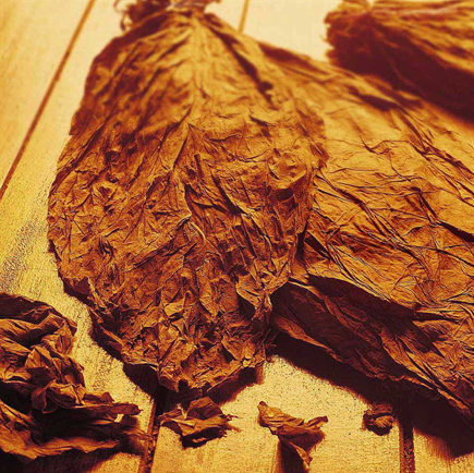 Picture of Arabic Tobacco PG