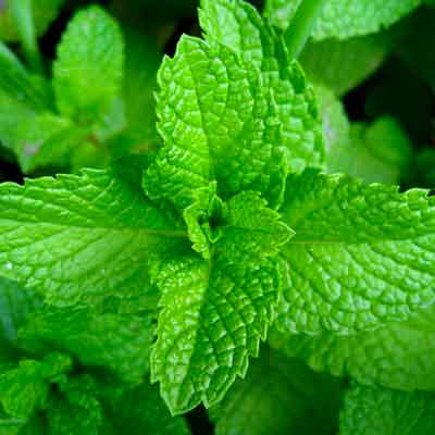 Picture of Strong Spearmint PG