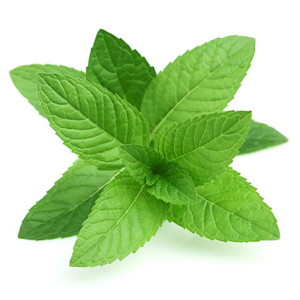 Picture of FlavourArt Peppermint Flavor 10ml